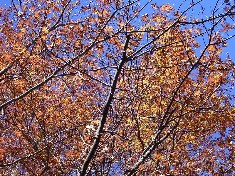 Autumn colour, University of New England IMGP8855.JPG